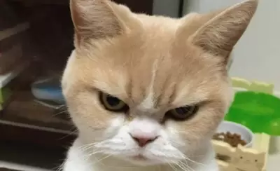gatito