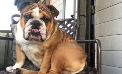 perro