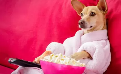 mascotas-peliculas-shutterstock-portada-jpg.