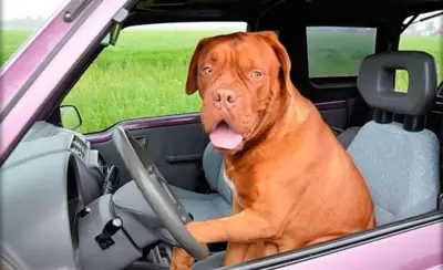 perroooooooooo-jpg.